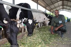 L’élevage de vaches laitières de Nourverdi